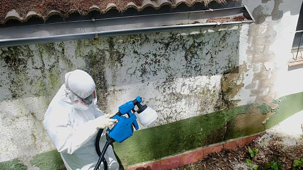 Top rated local Mold Remediation specialists in West Point, KY
